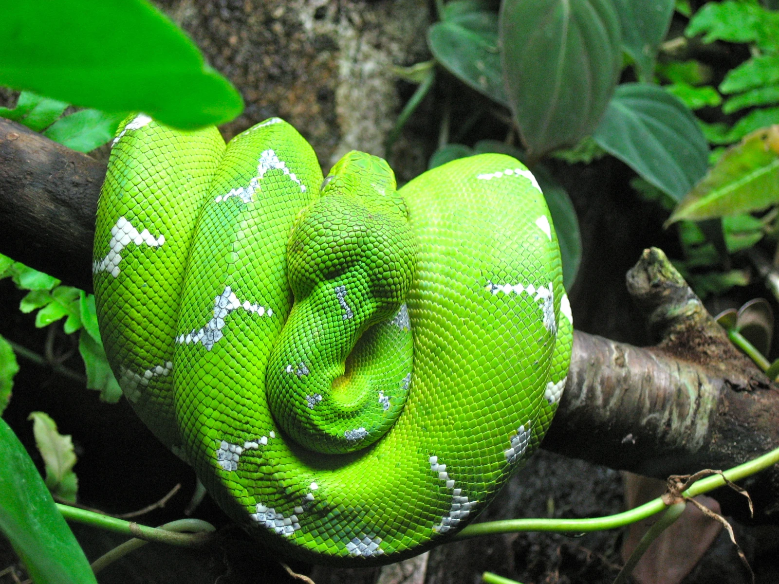 Emerald-Tree-Boa 16