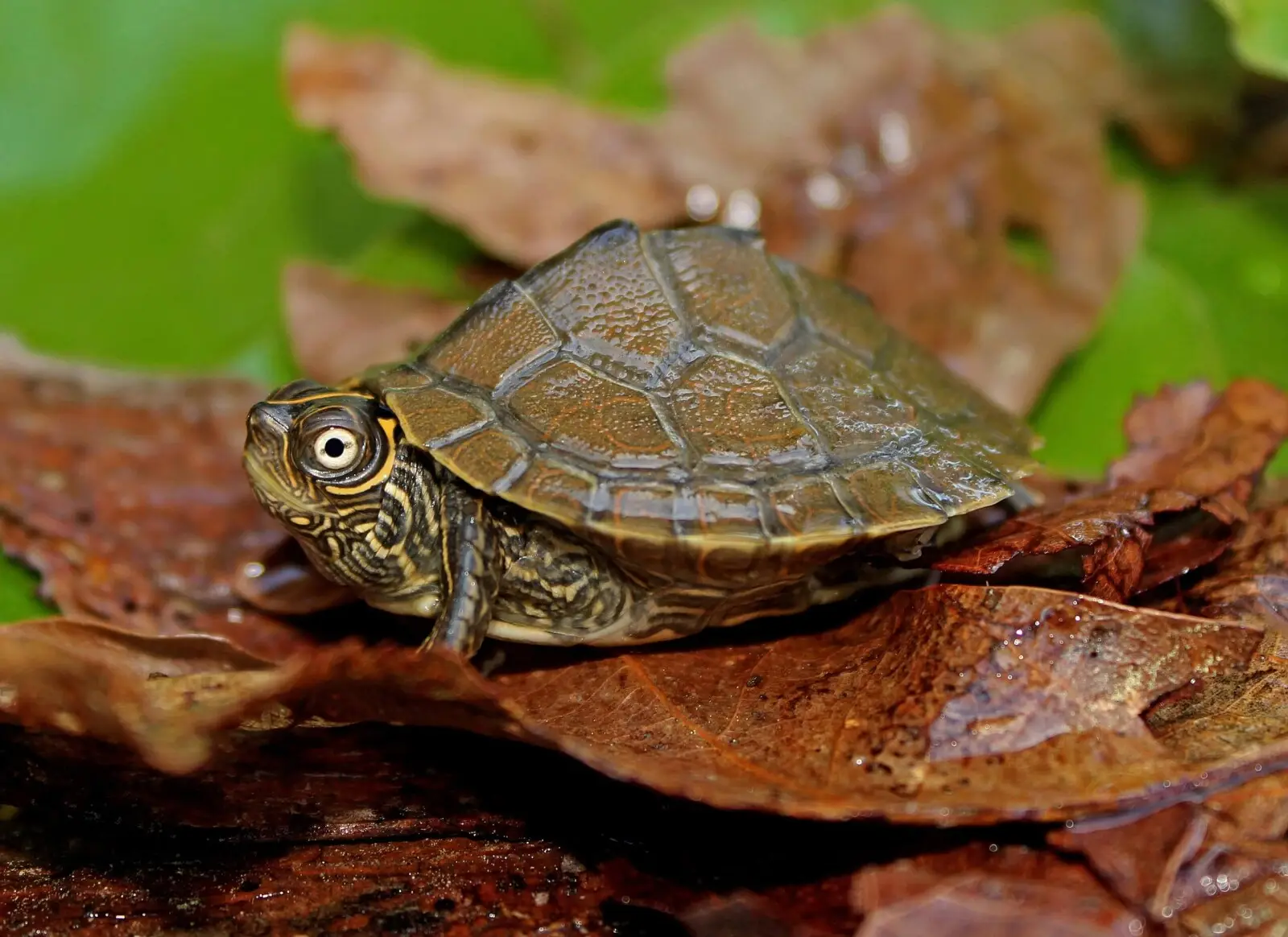 False-Map-Turtle 01