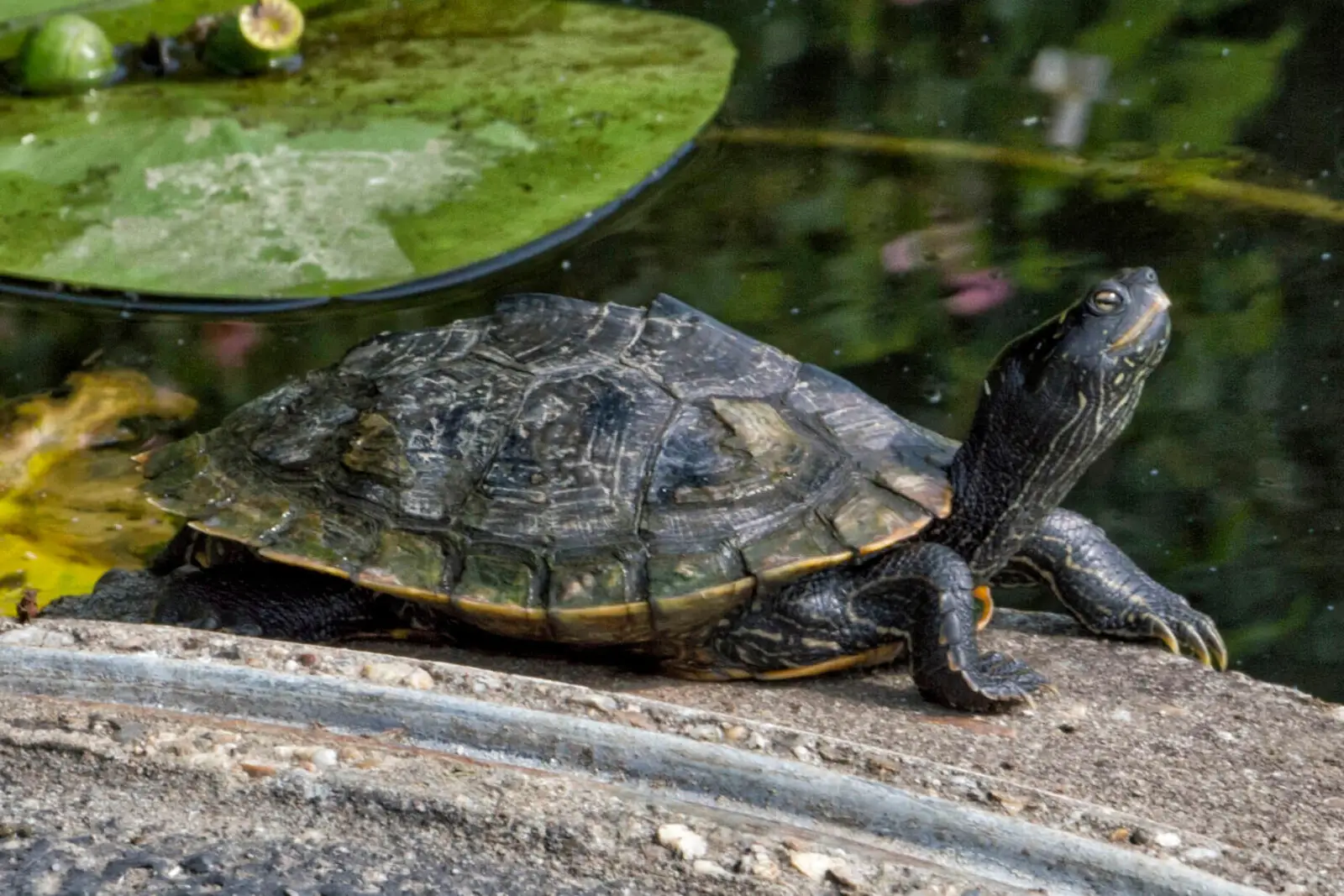 False-Map-Turtle 02