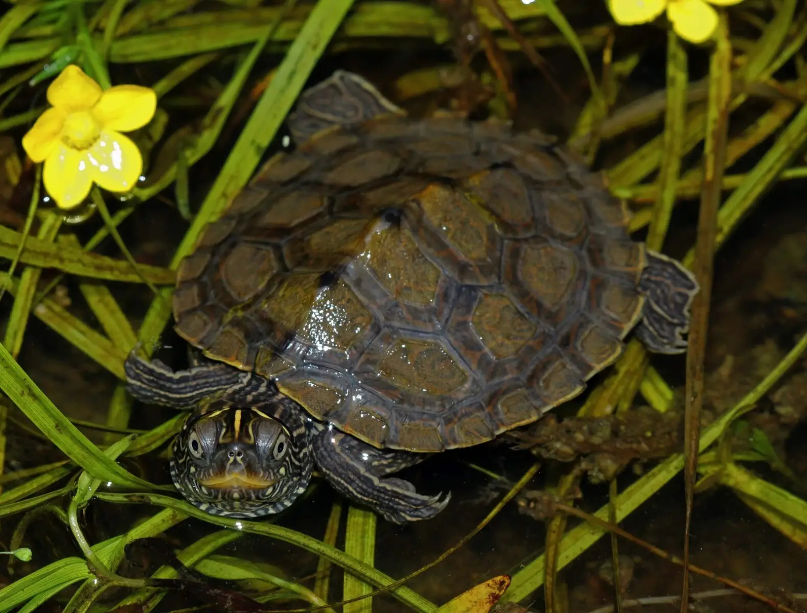 False-Map-Turtle 03