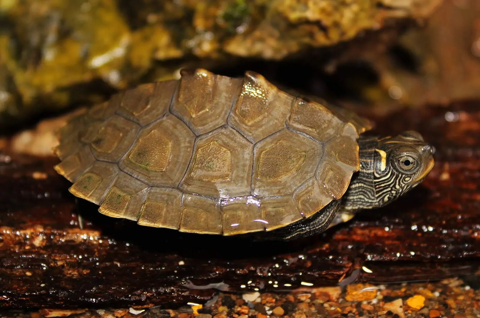 False-Map-Turtle 04