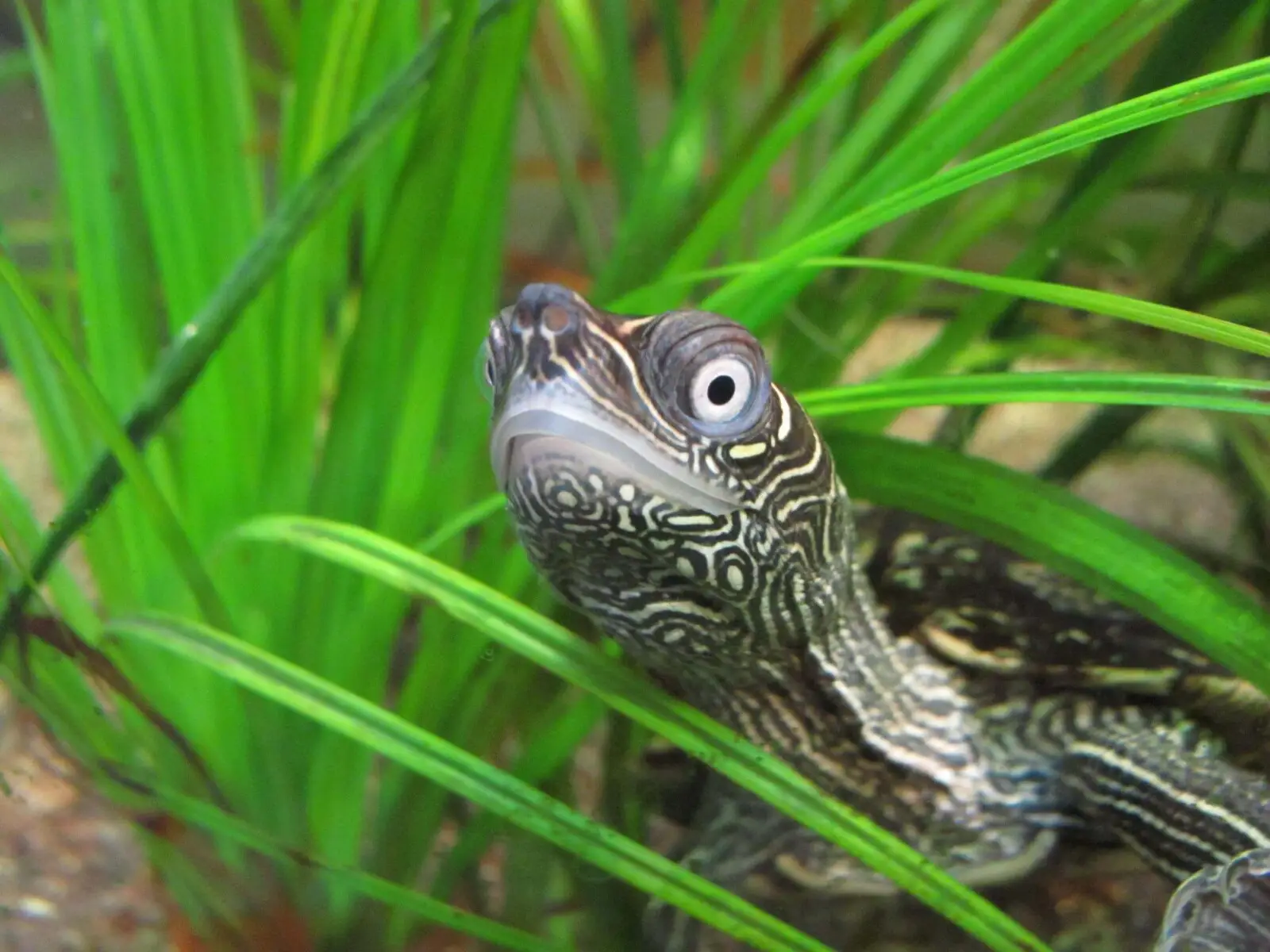 False-Map-Turtle 05