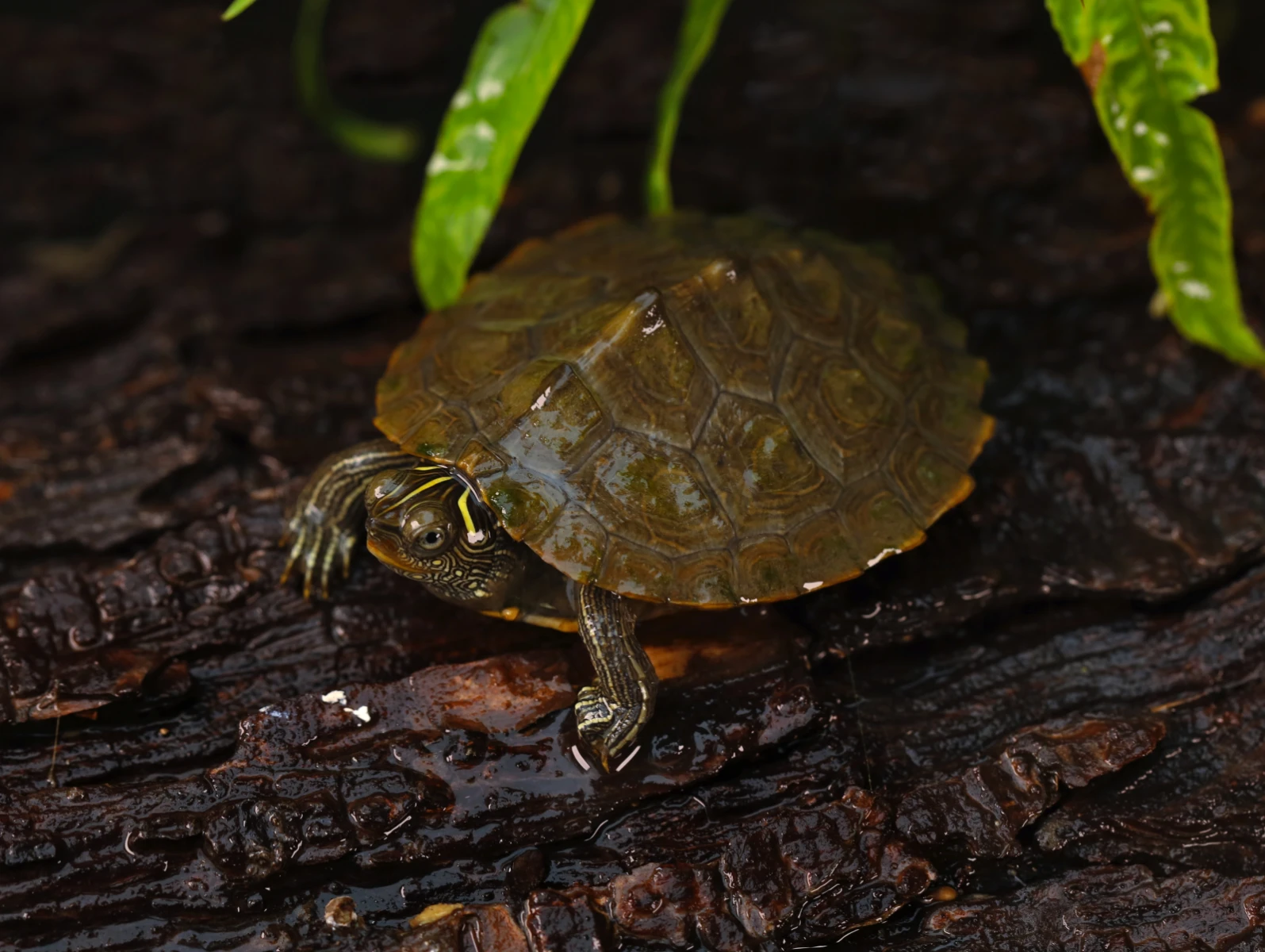 False-Map-Turtle 06