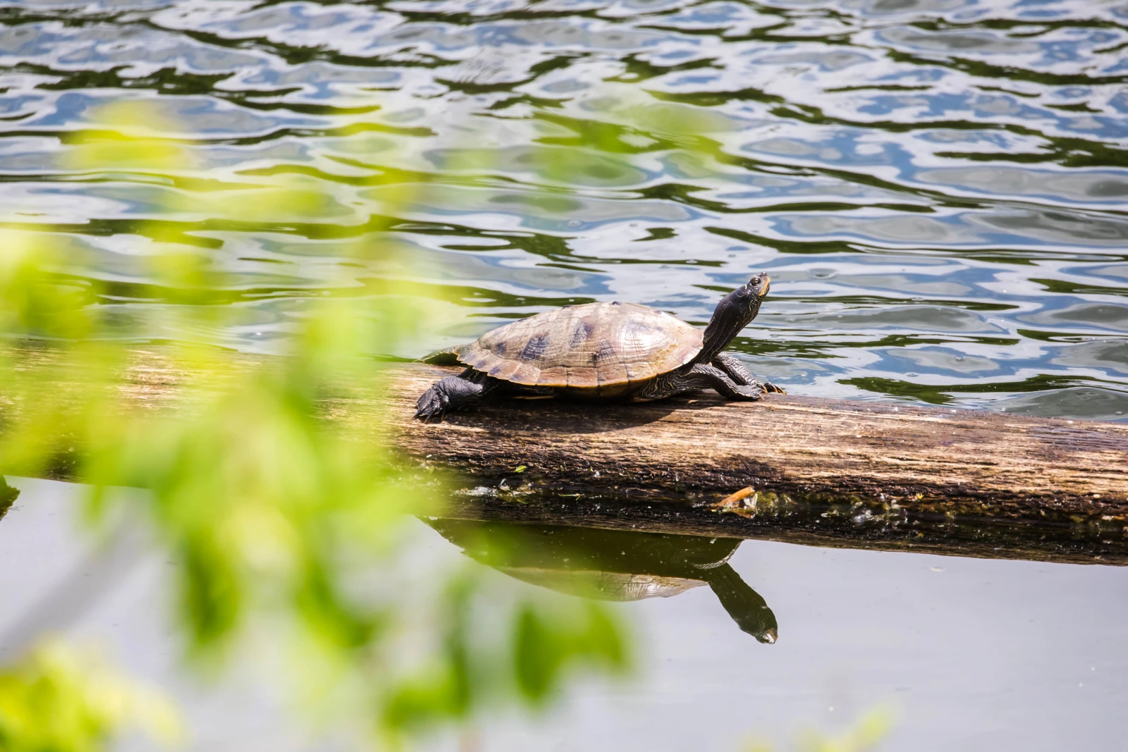 False-Map-Turtle 07