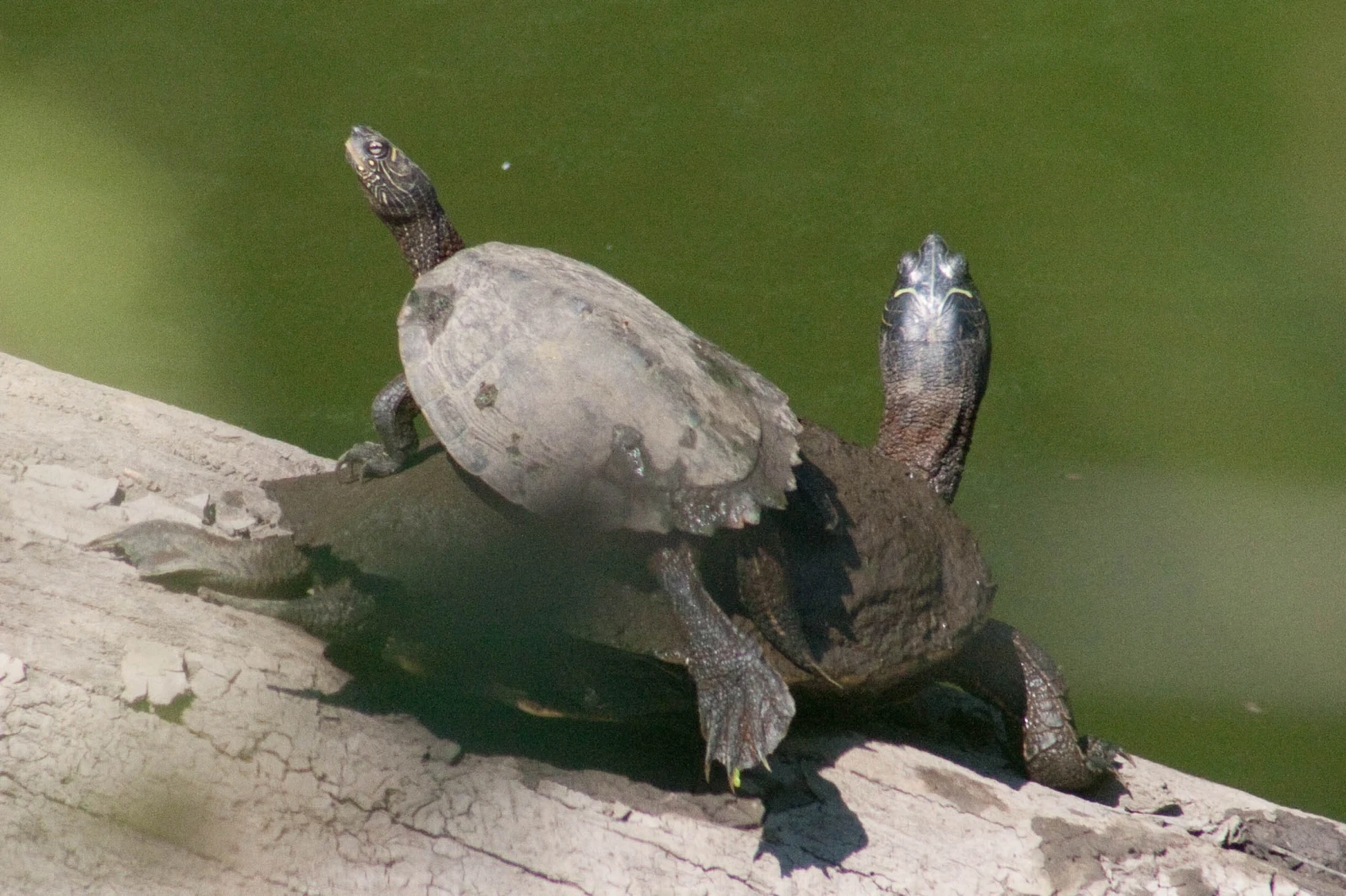 False-Map-Turtle 08