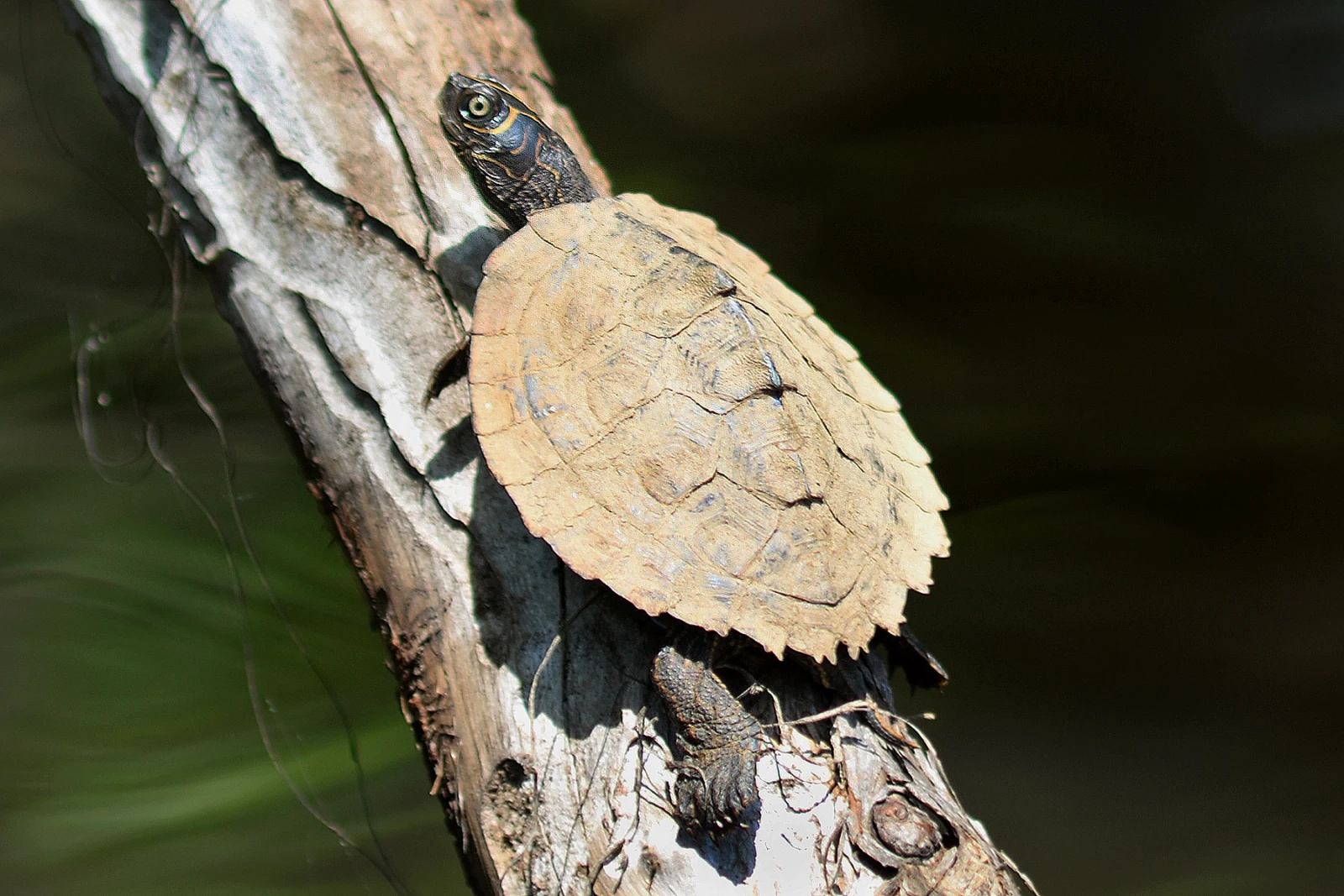 False-Map-Turtle 09