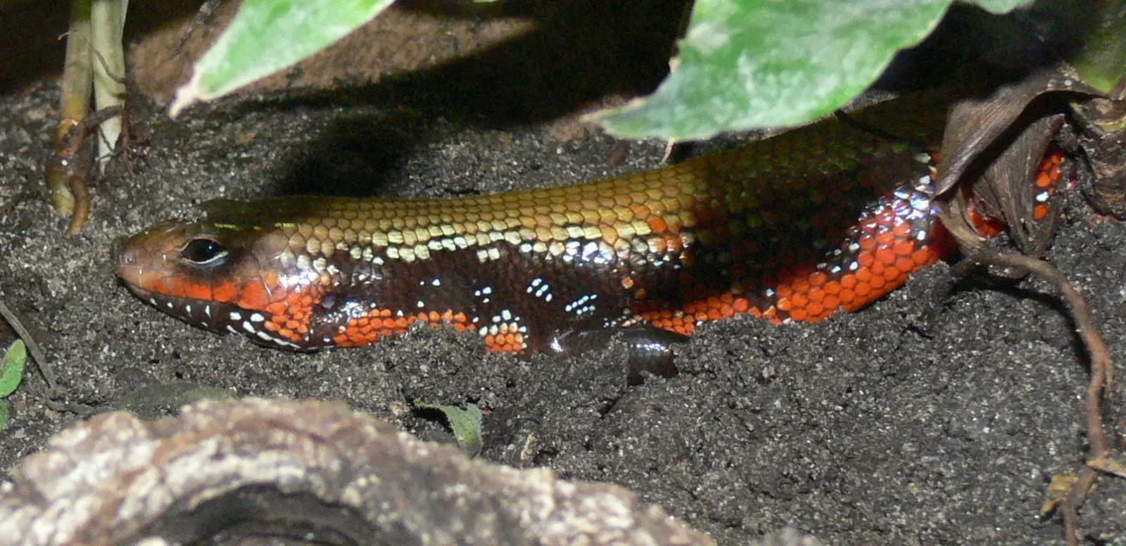 Les secrets flamboyants du scinque de feu