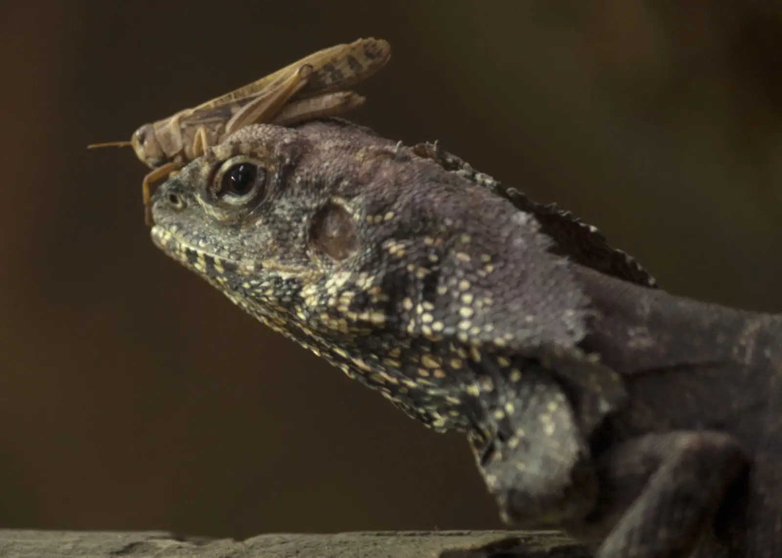 Le dragon à collerette : une icône d'Australie