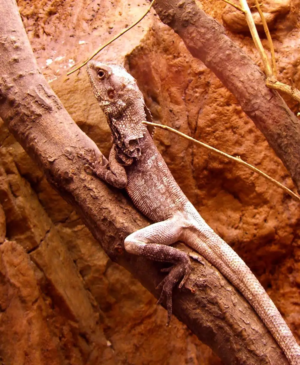 Dragon à collerette