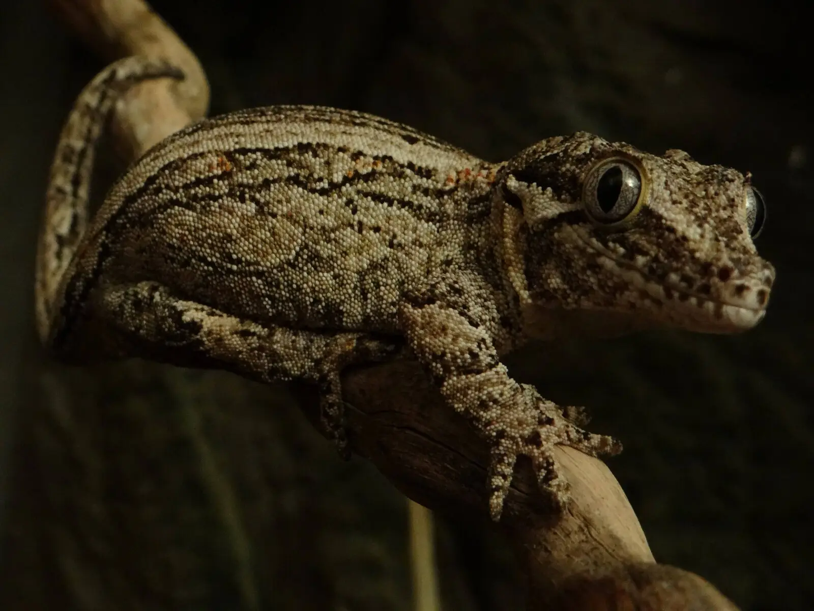 Gargoyle-Gecko 01