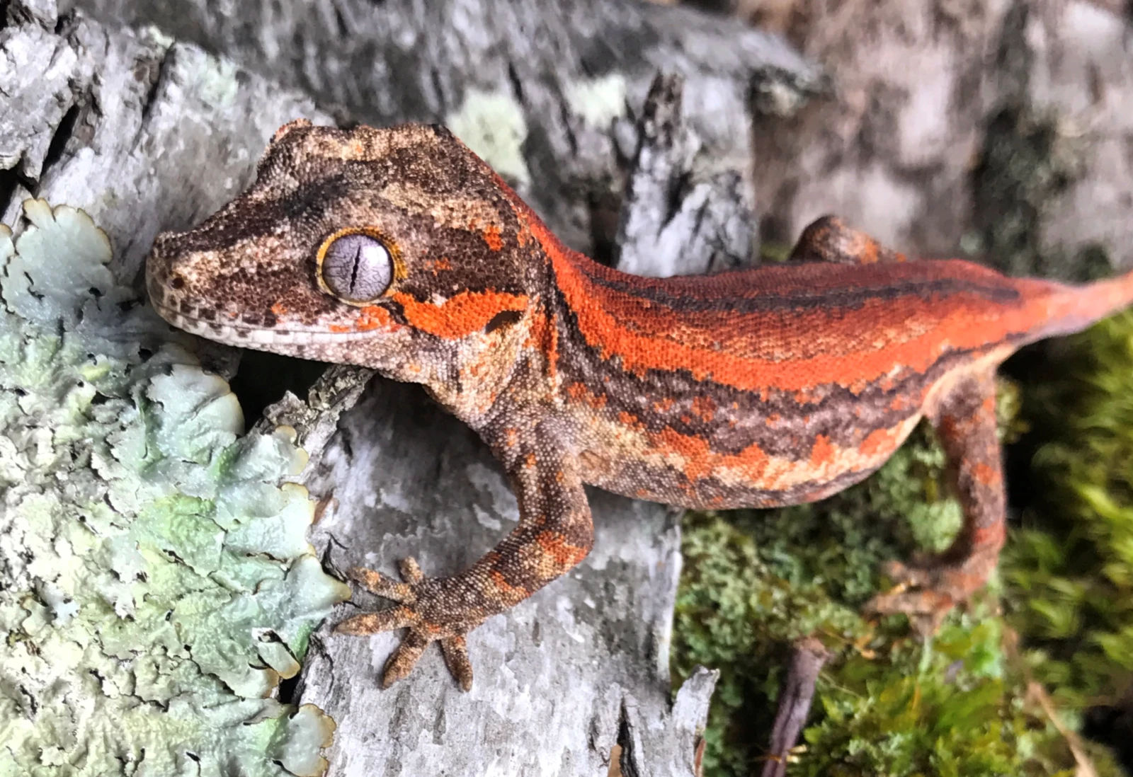Gargoyle-Gecko 02