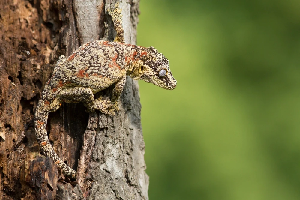 Gargoyle-Gecko 03
