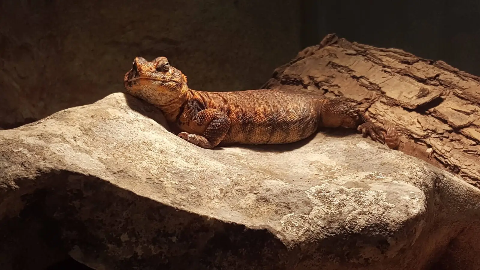 Un lézard à la queue-massue : portrait du Fouette-queue du Mali