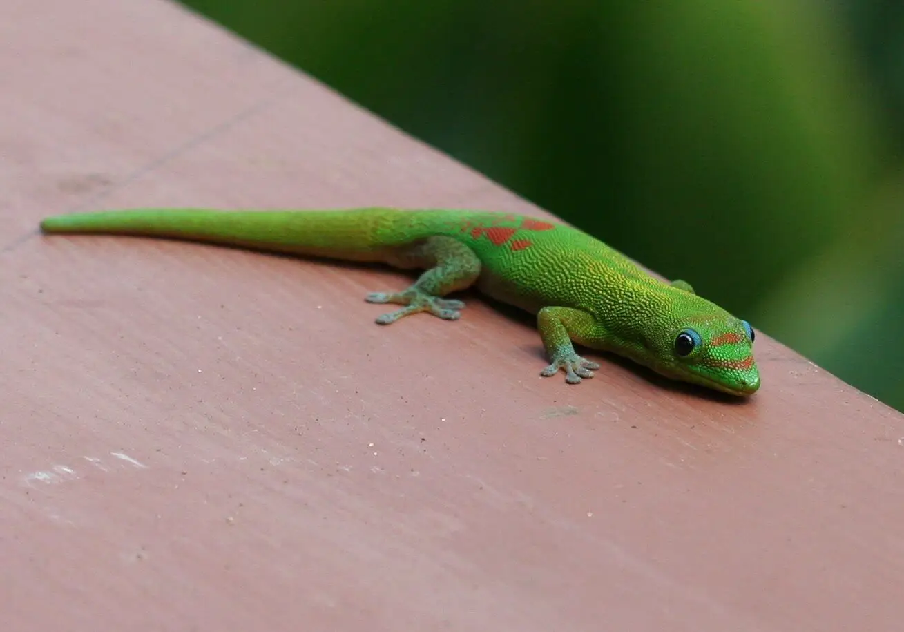 Gecko poussière d'or : un joyau de Madagascar à observer