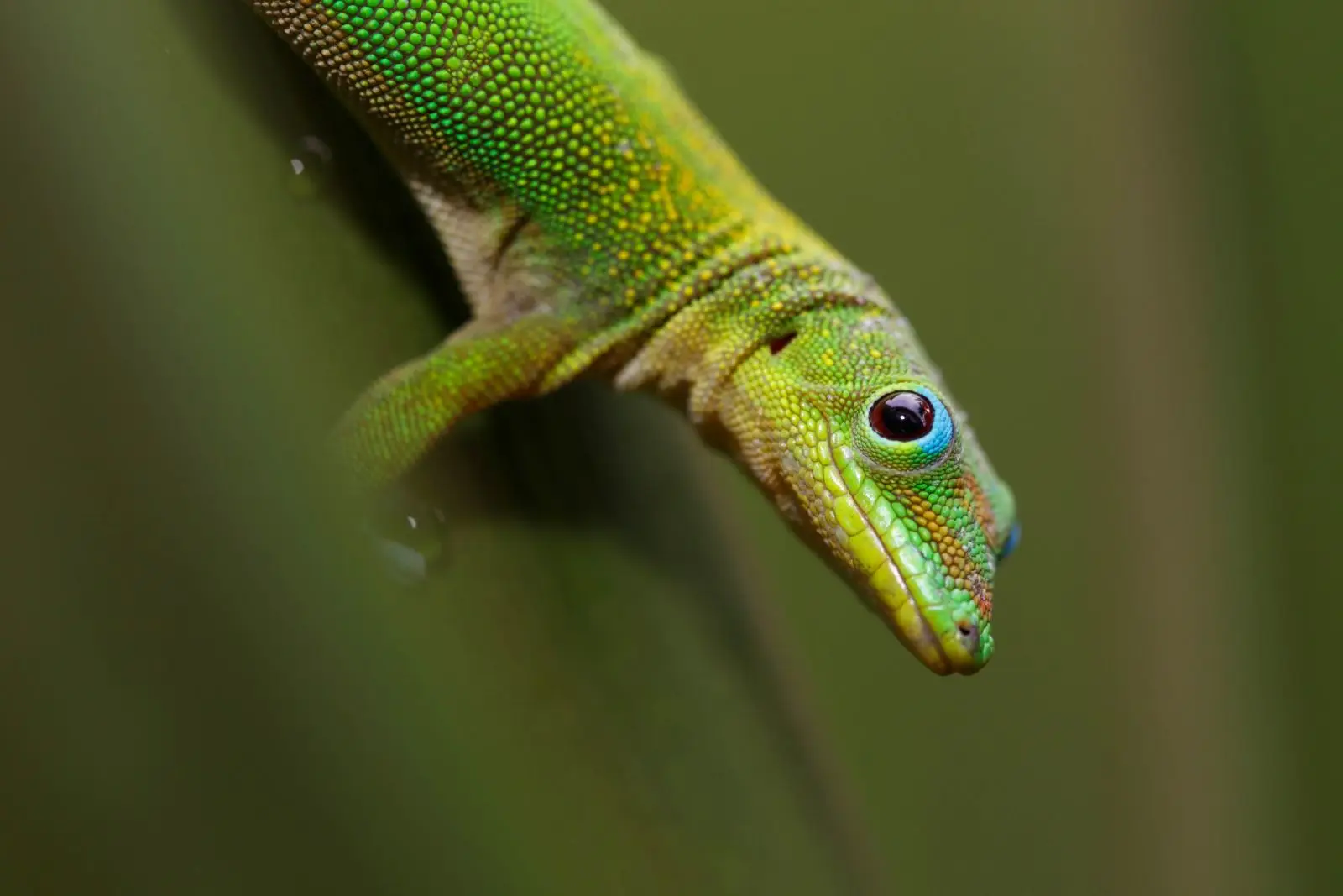 Gecko poussière d'or