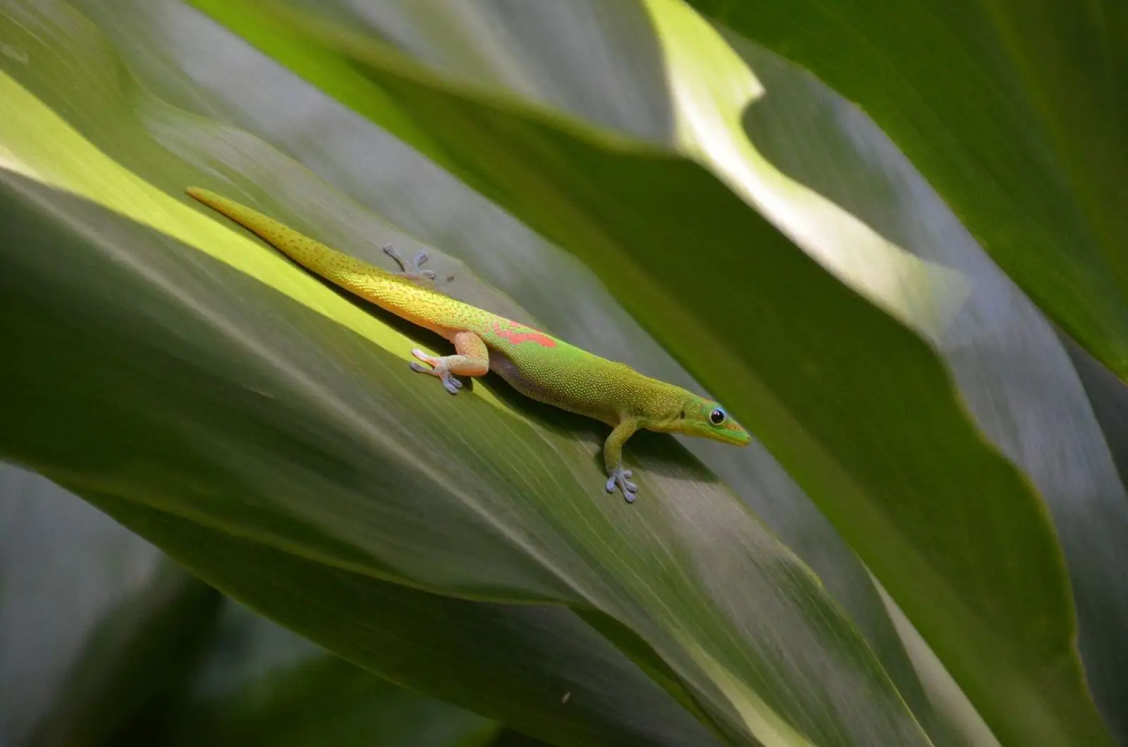 Gecko poussière d'or