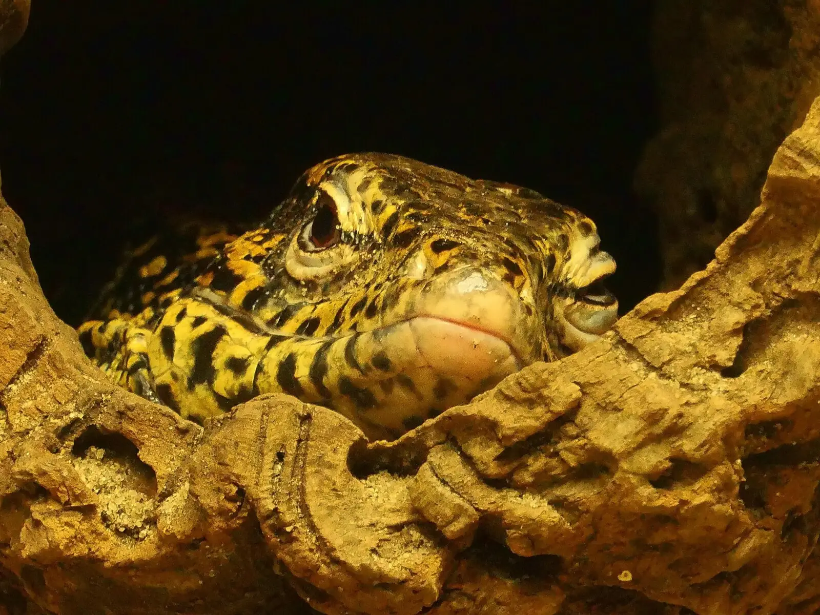 Tégu doré : un lézard d'or et d'ébène