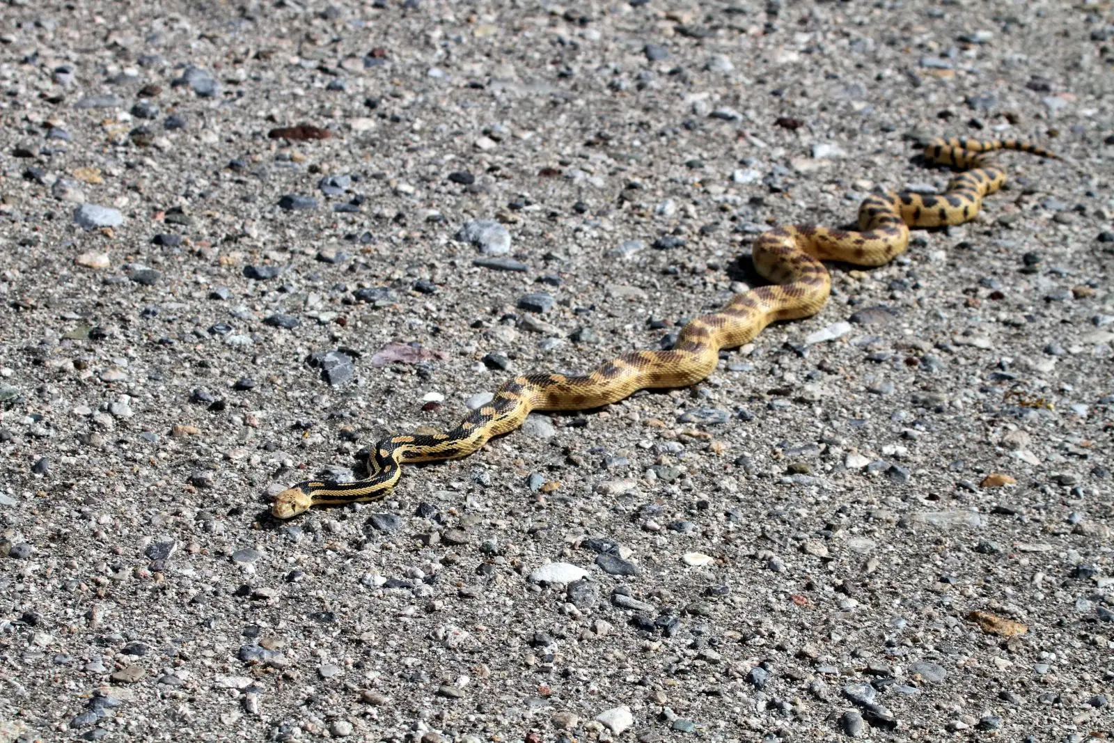 Serpent taureau