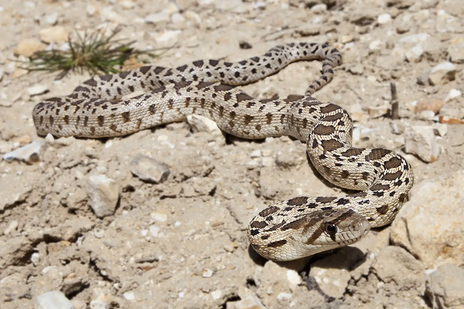 Serpent taureau