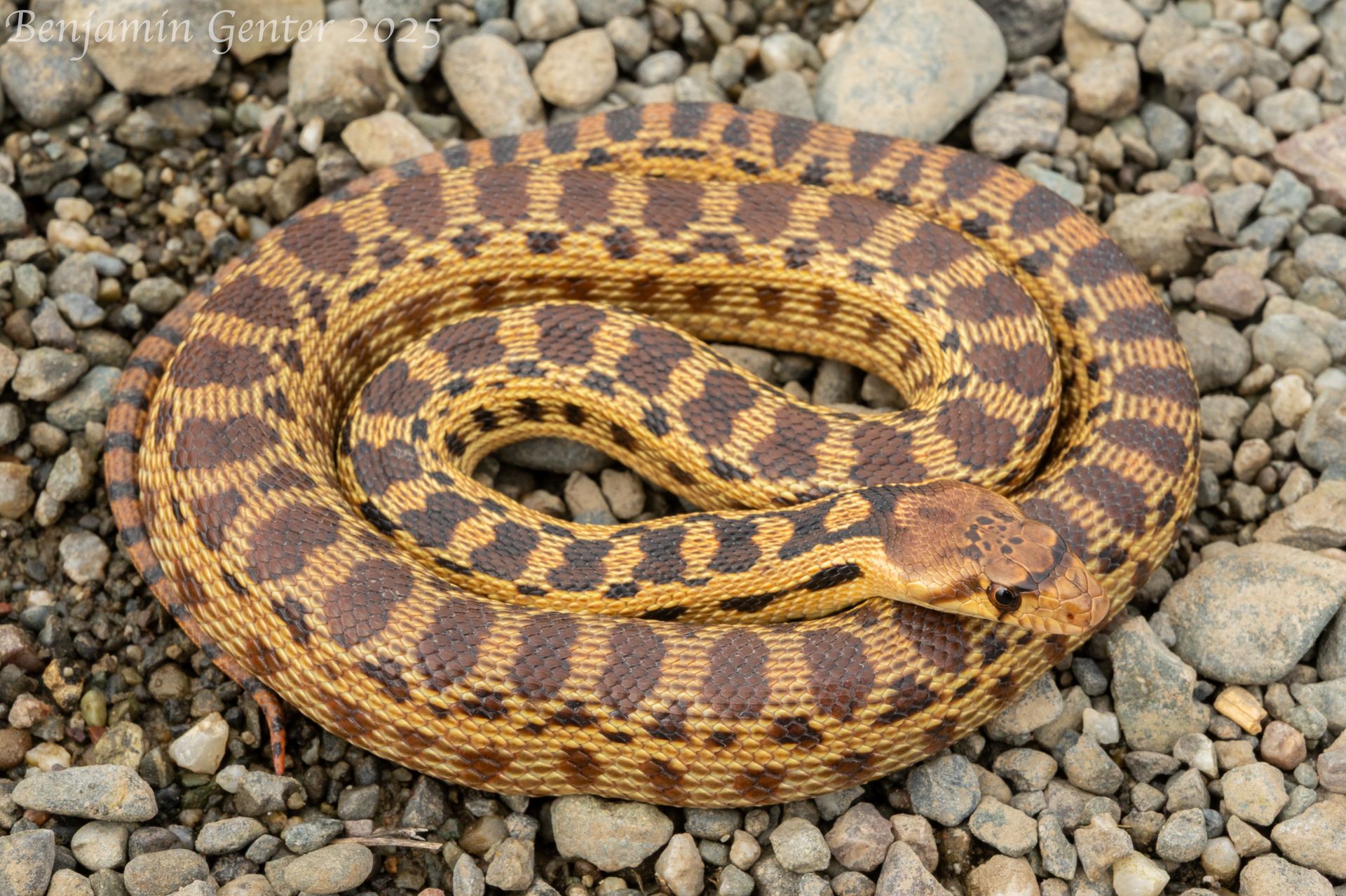 Le serpent taureau, comédien des prairies