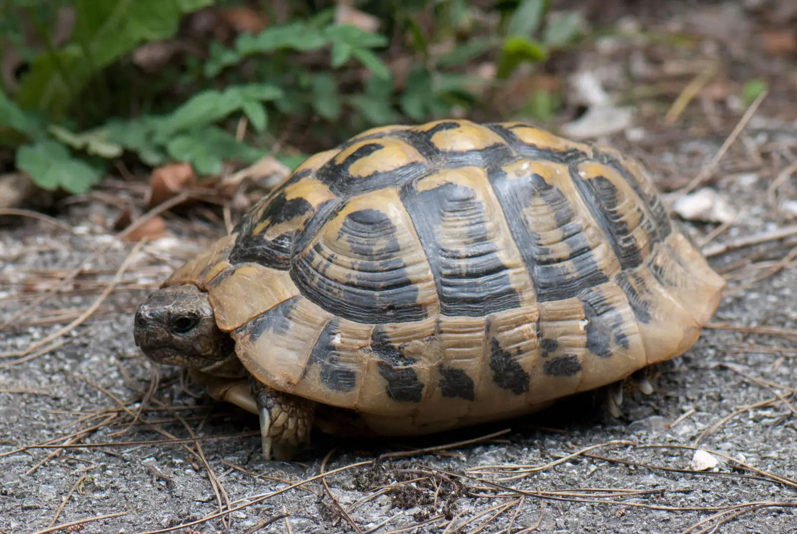 Greek-Tortoise 01