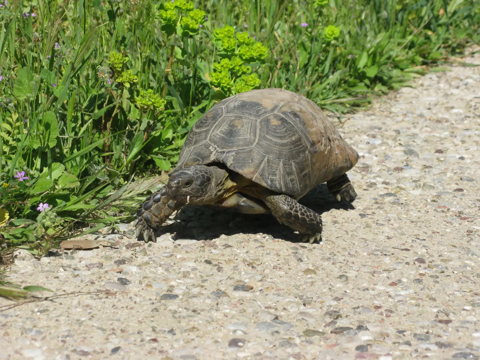 Greek-Tortoise 02