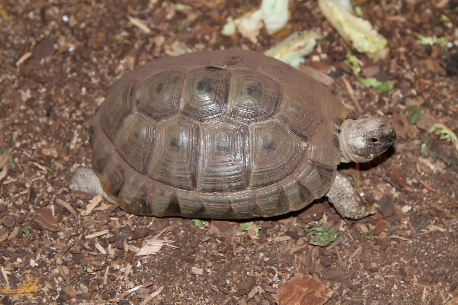 Greek-Tortoise 03
