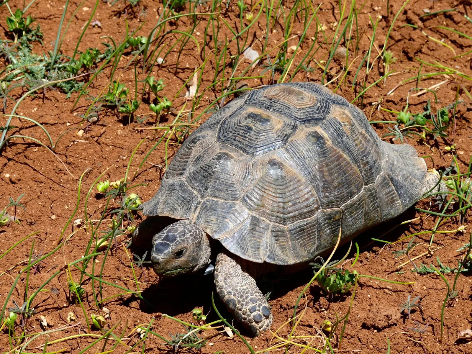 Greek-Tortoise 04
