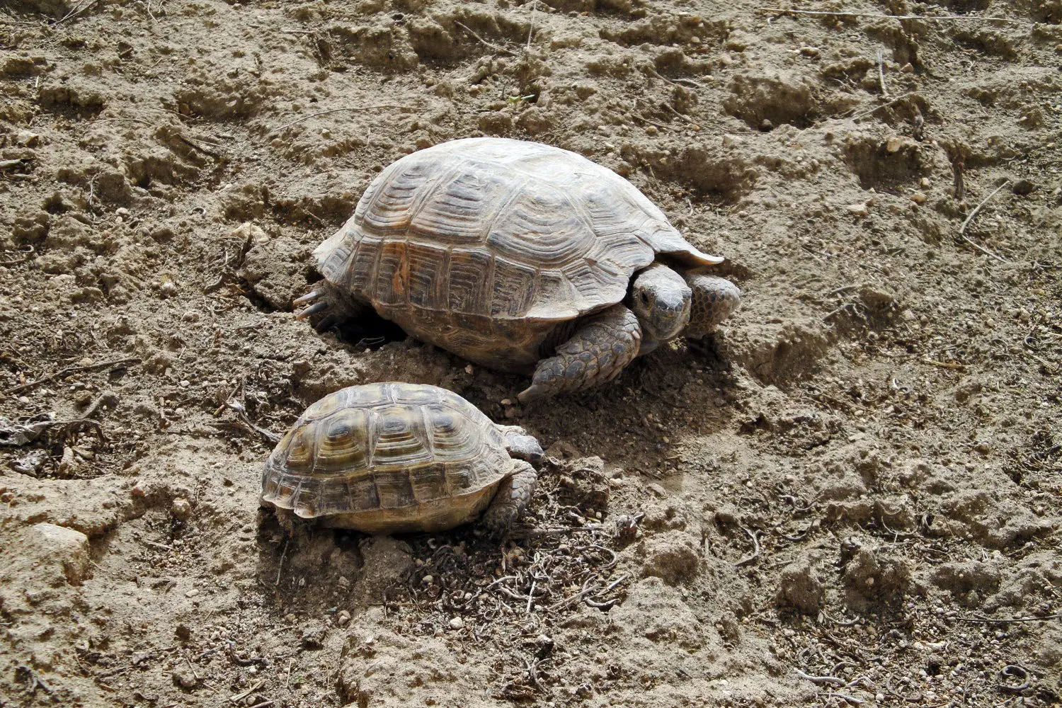 Greek-Tortoise 05