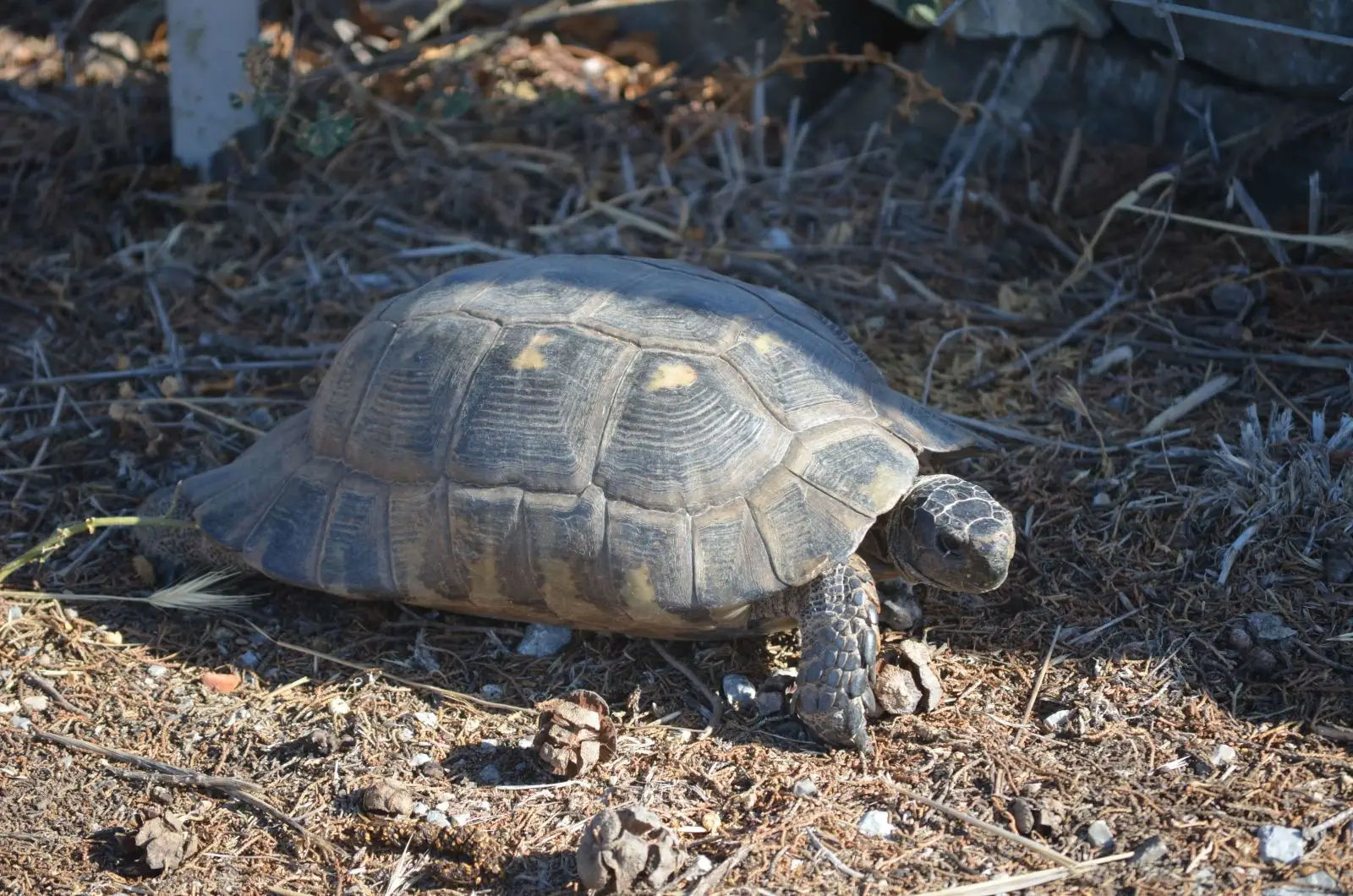 Greek-Tortoise 06