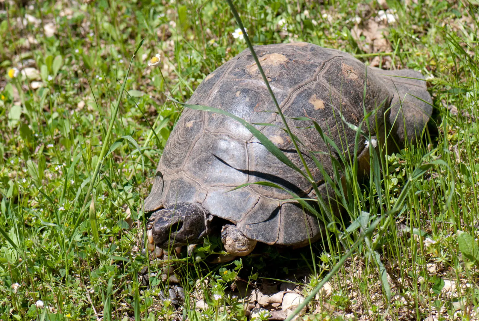 Greek-Tortoise 07