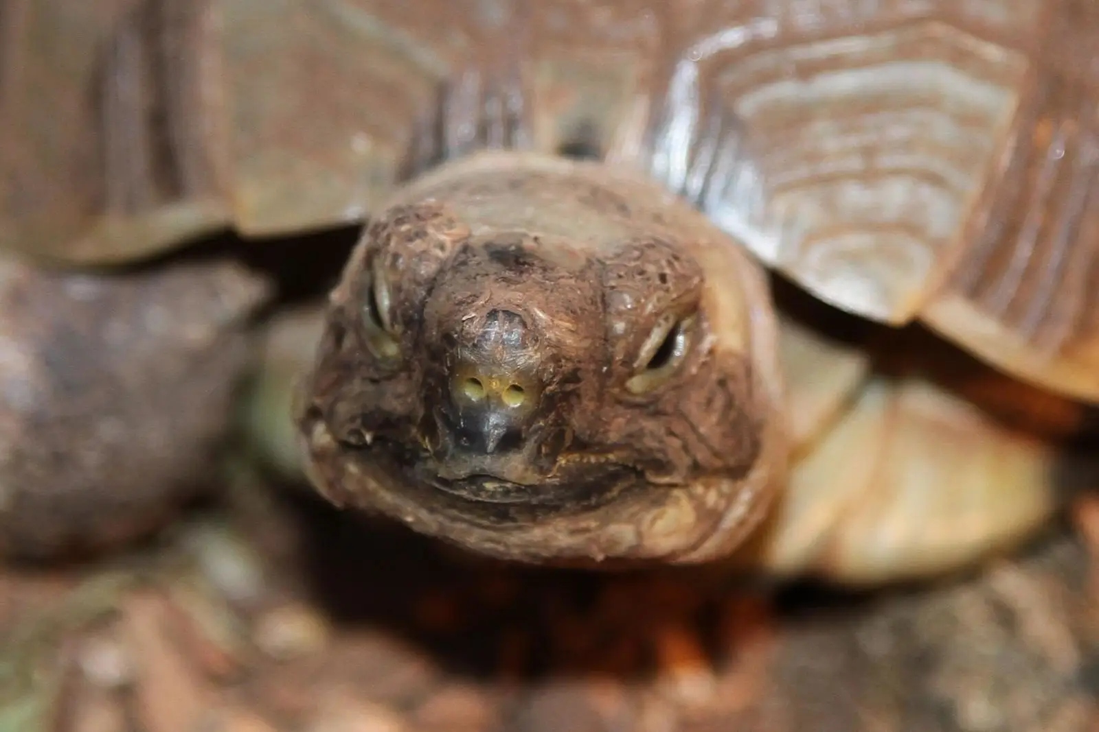 Greek-Tortoise 08