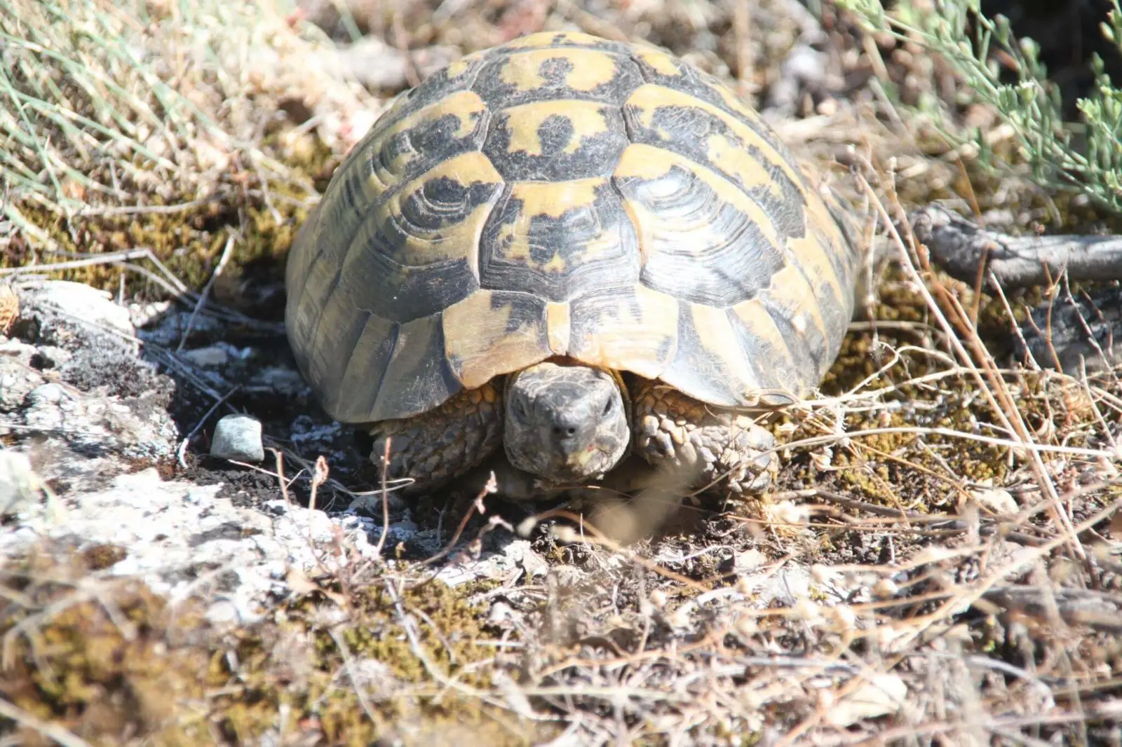 Greek-Tortoise 09