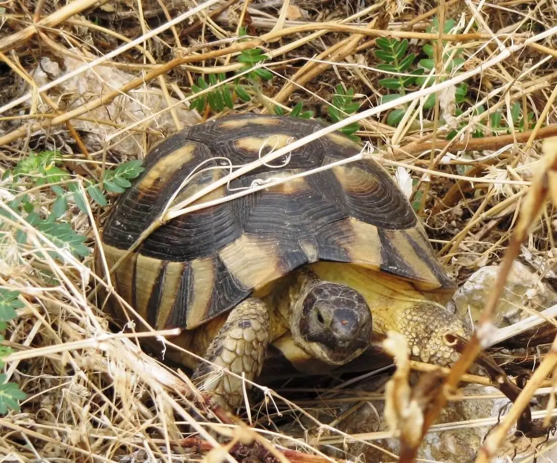 Greek-Tortoise 10