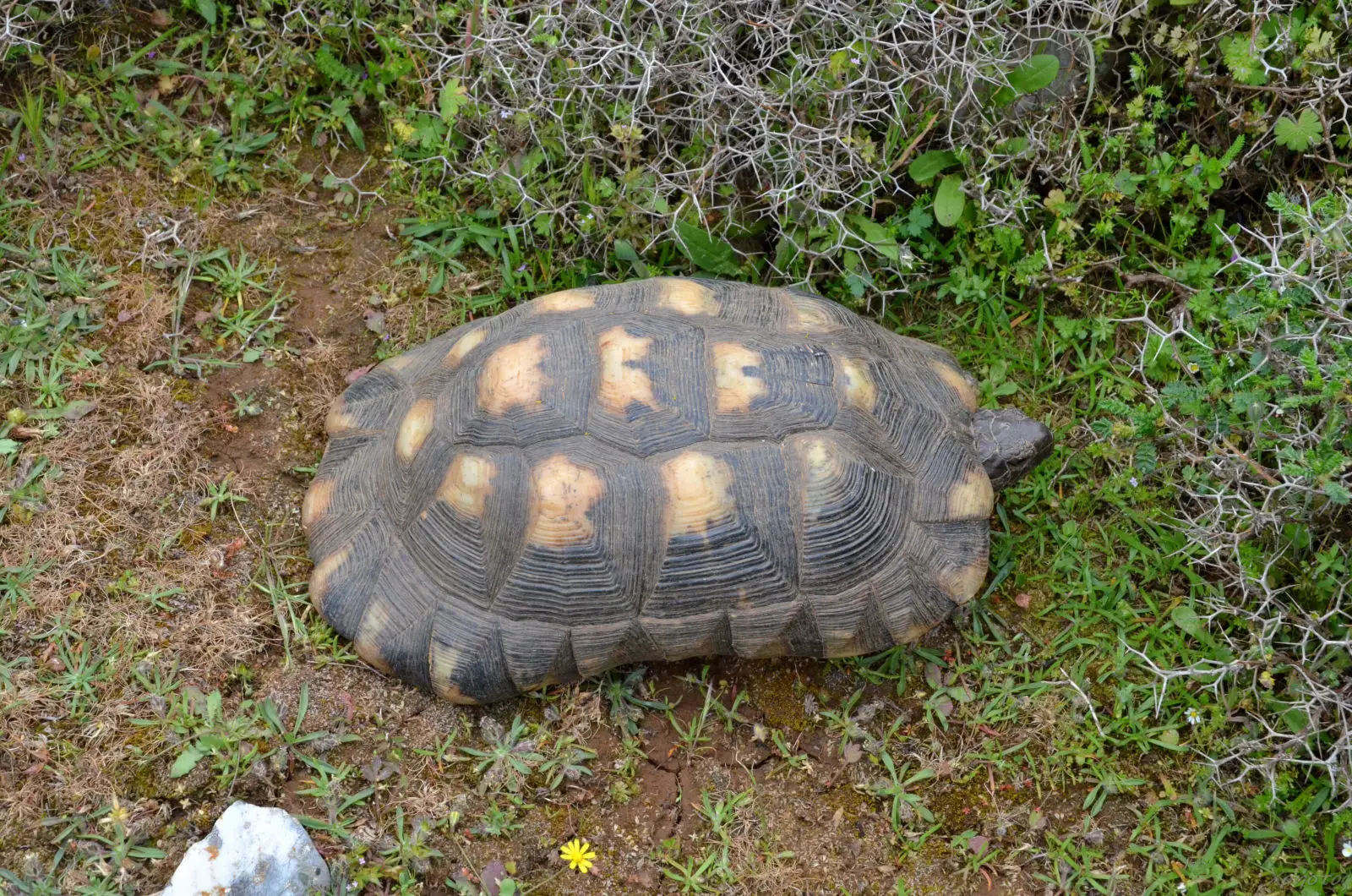 Greek-Tortoise 11