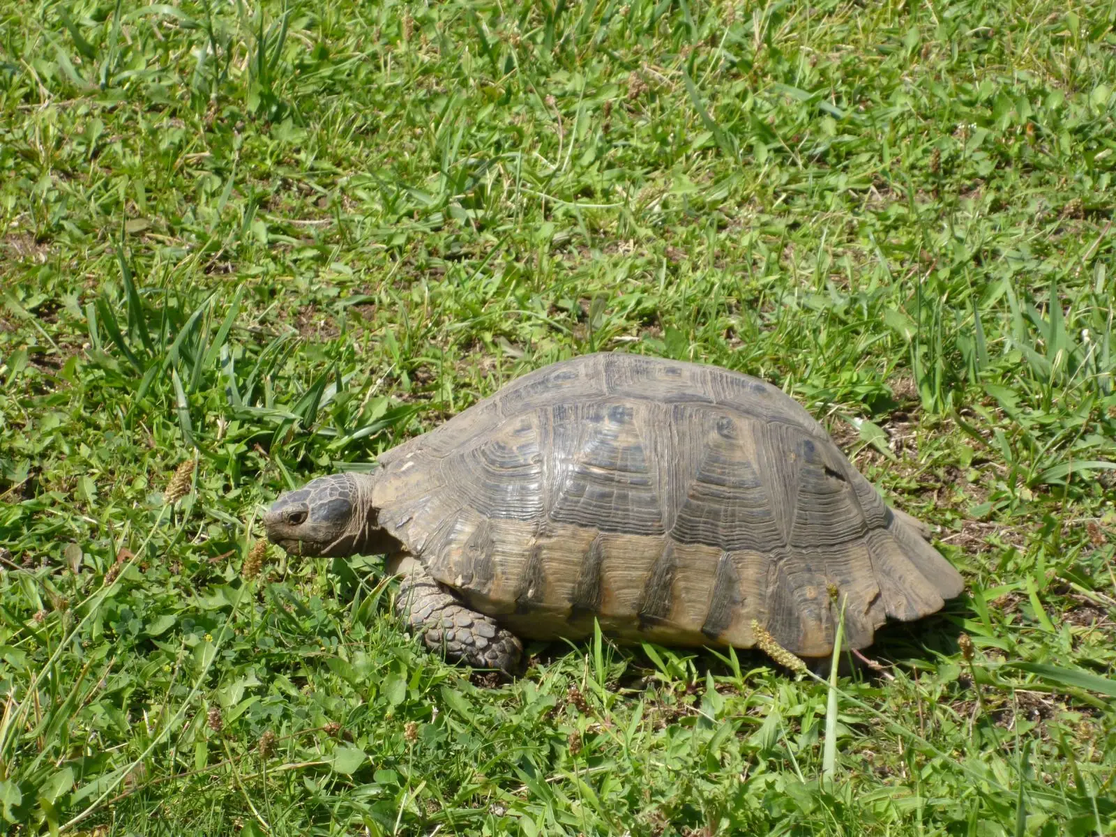 Greek-Tortoise 12