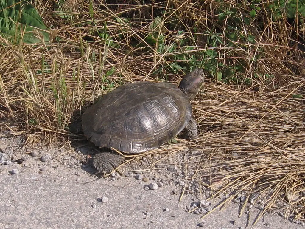 Greek-Tortoise 13