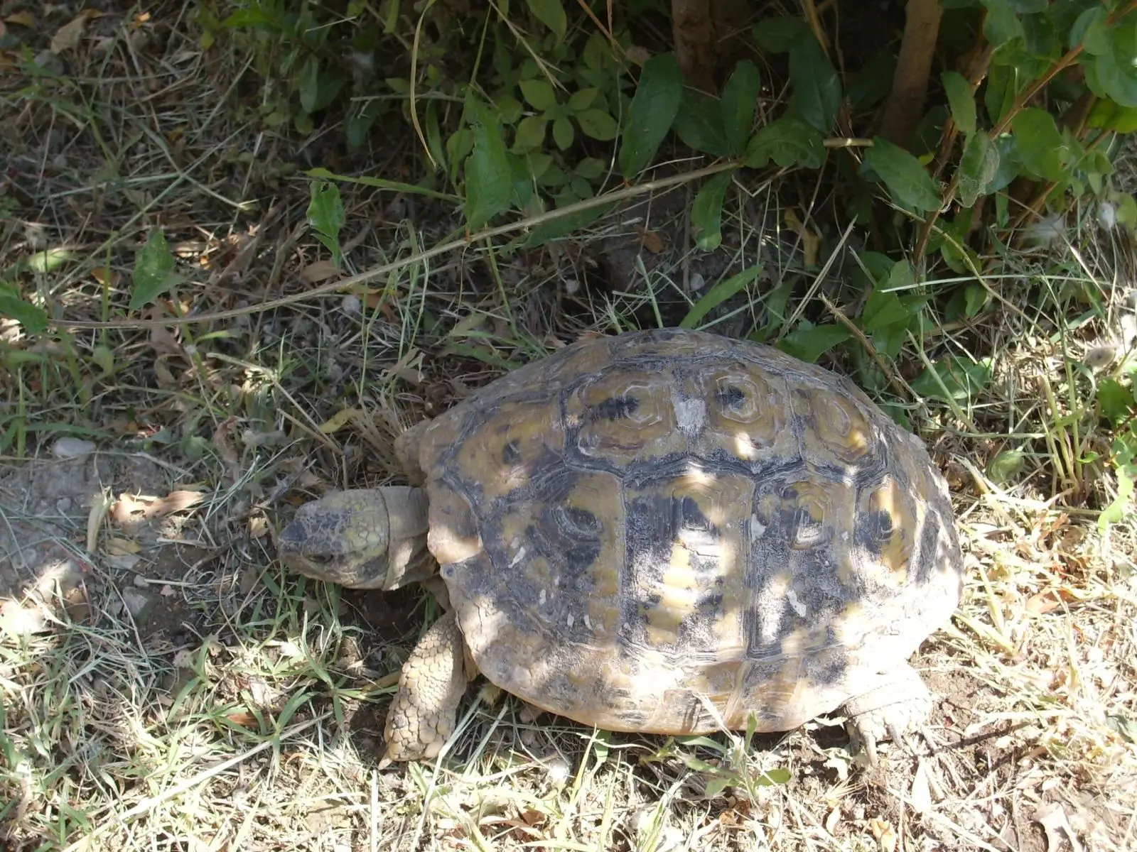 Greek-Tortoise 14
