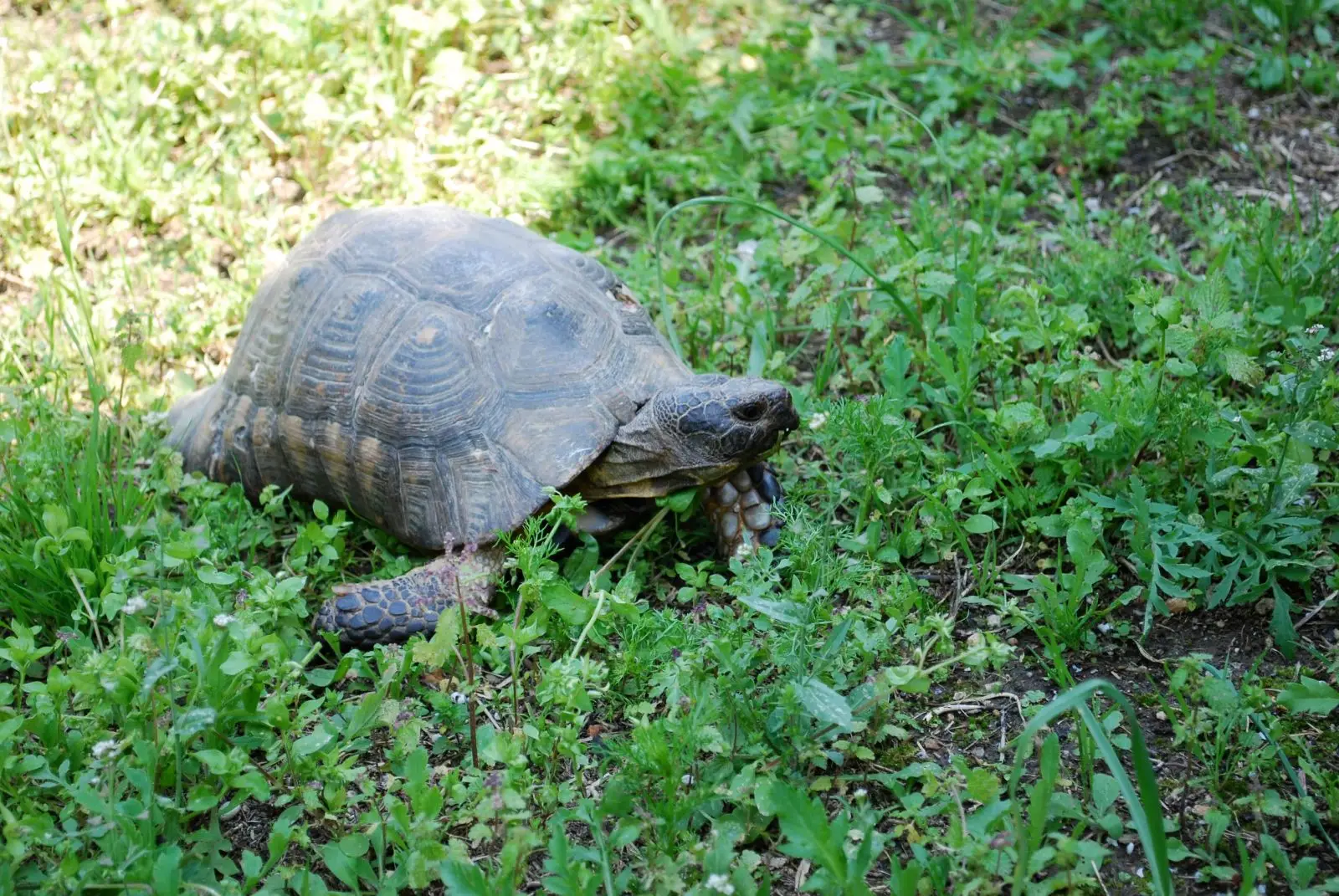 Greek-Tortoise 15