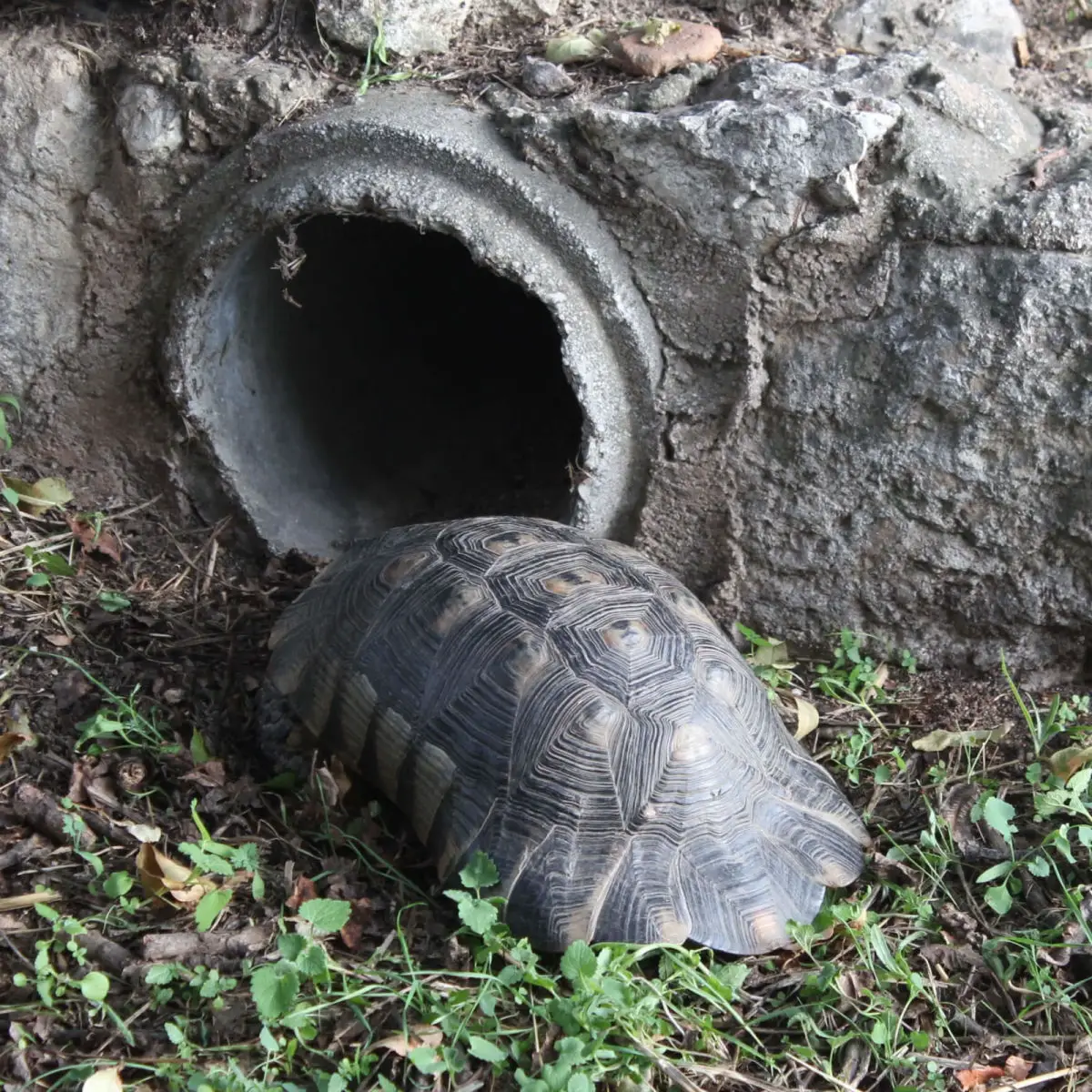 Greek-Tortoise 16