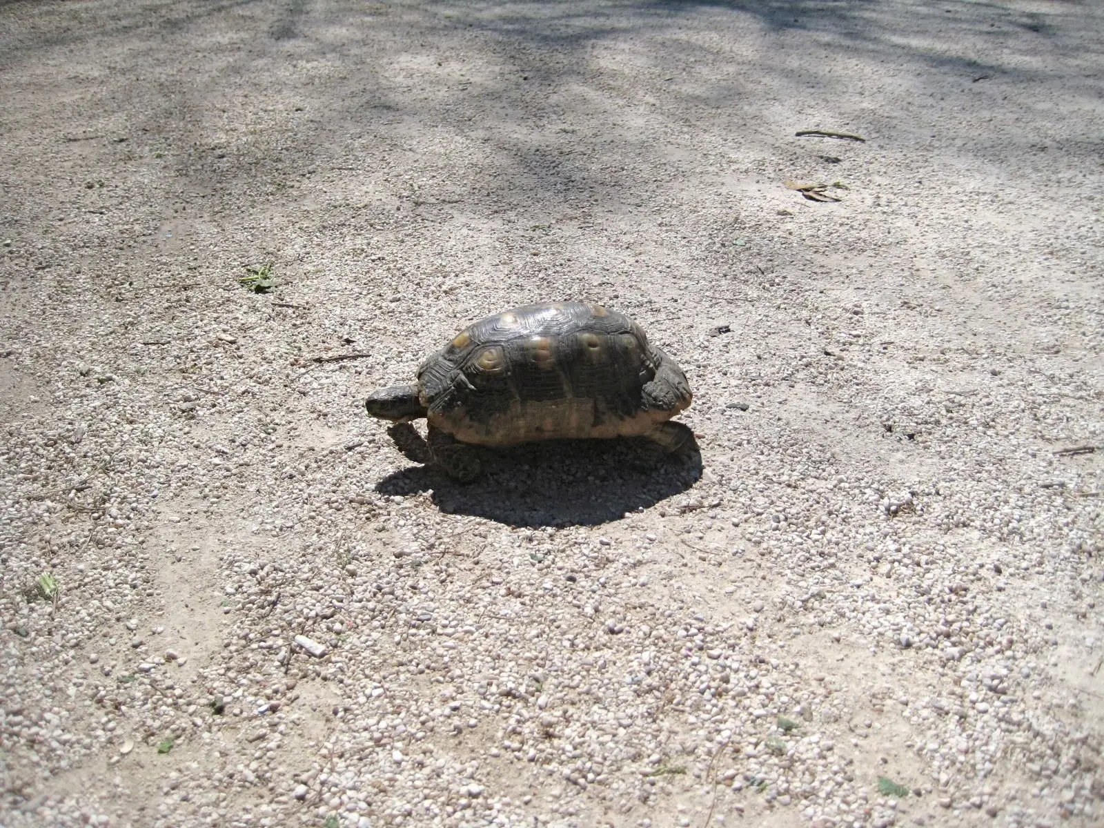 Greek-Tortoise 17