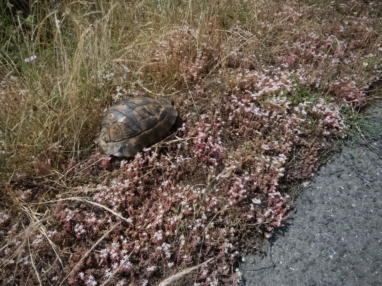 Greek-Tortoise 18