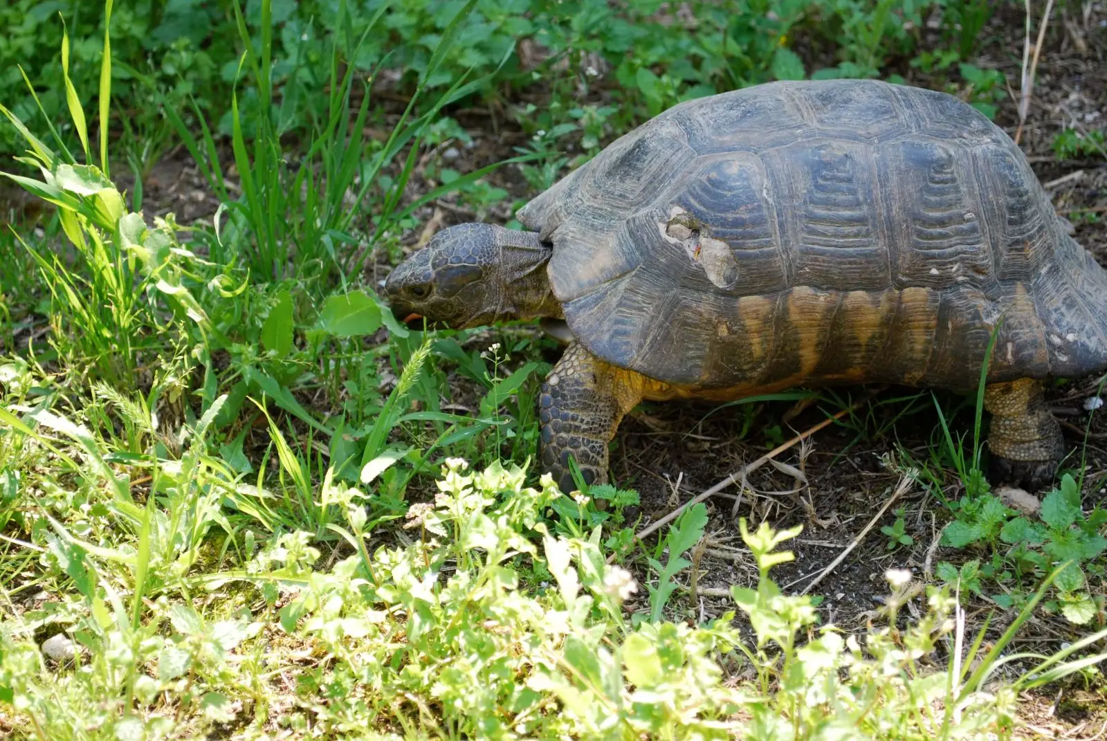 Greek-Tortoise 19
