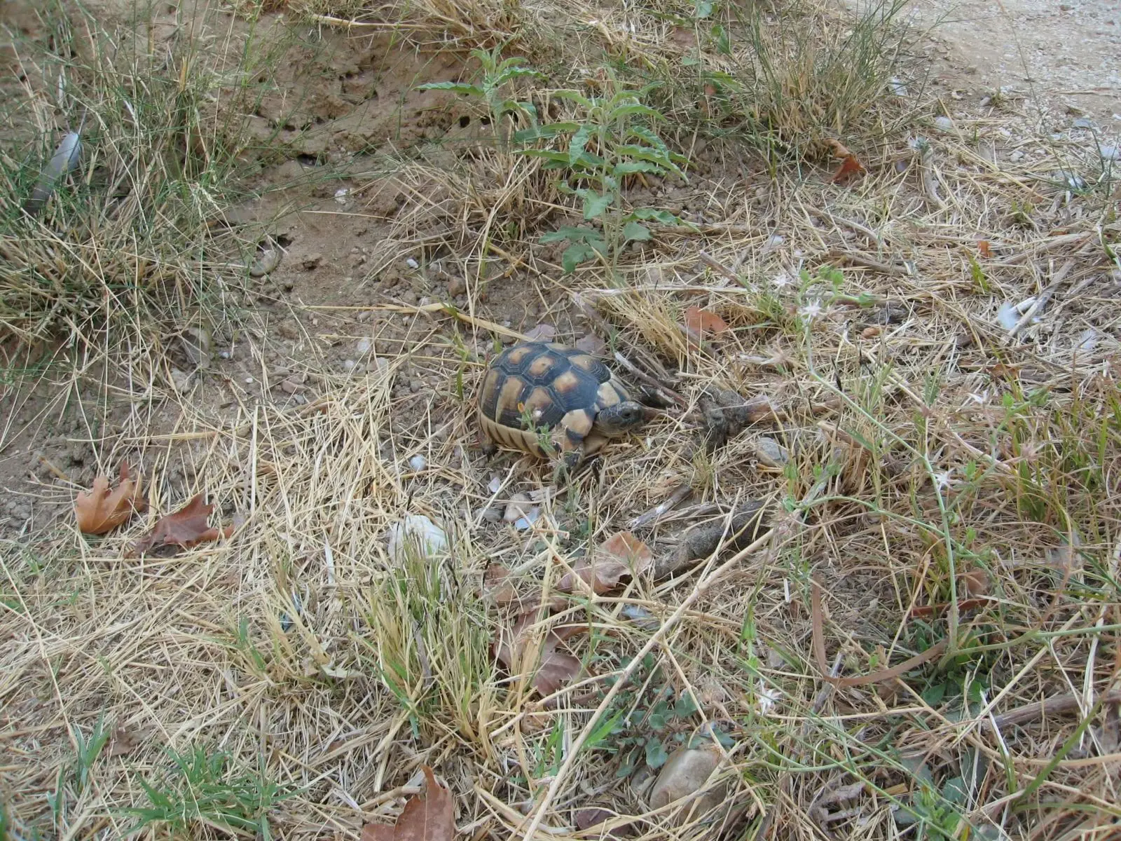 Greek-Tortoise 20