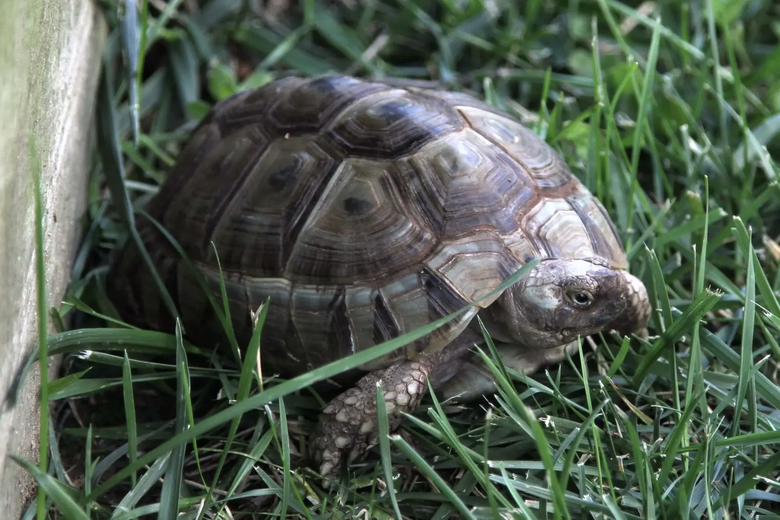 Greek-Tortoise 21