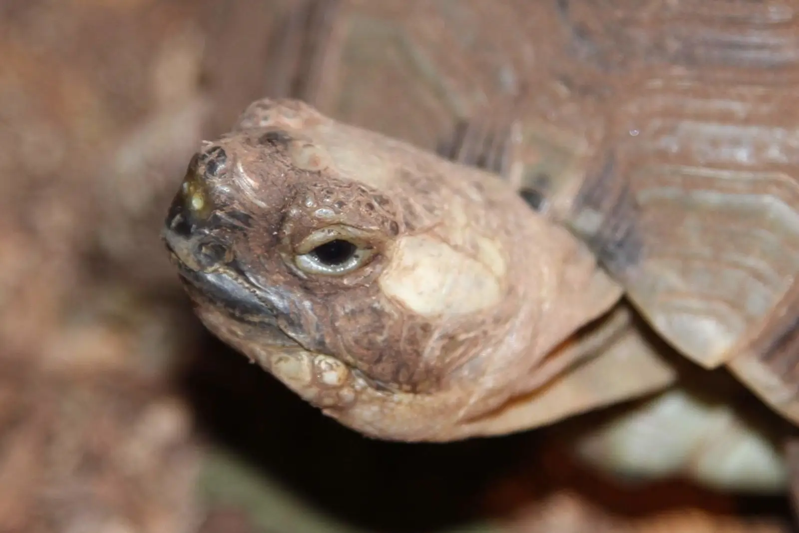 Greek-Tortoise 22