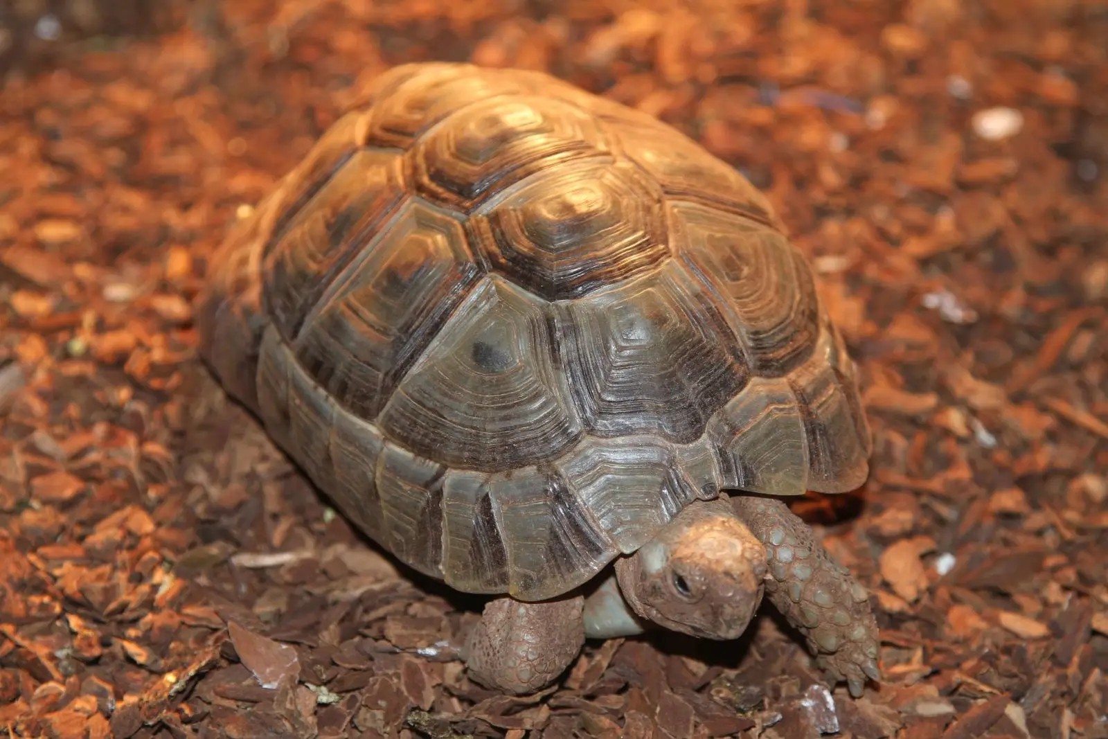 Greek-Tortoise 23