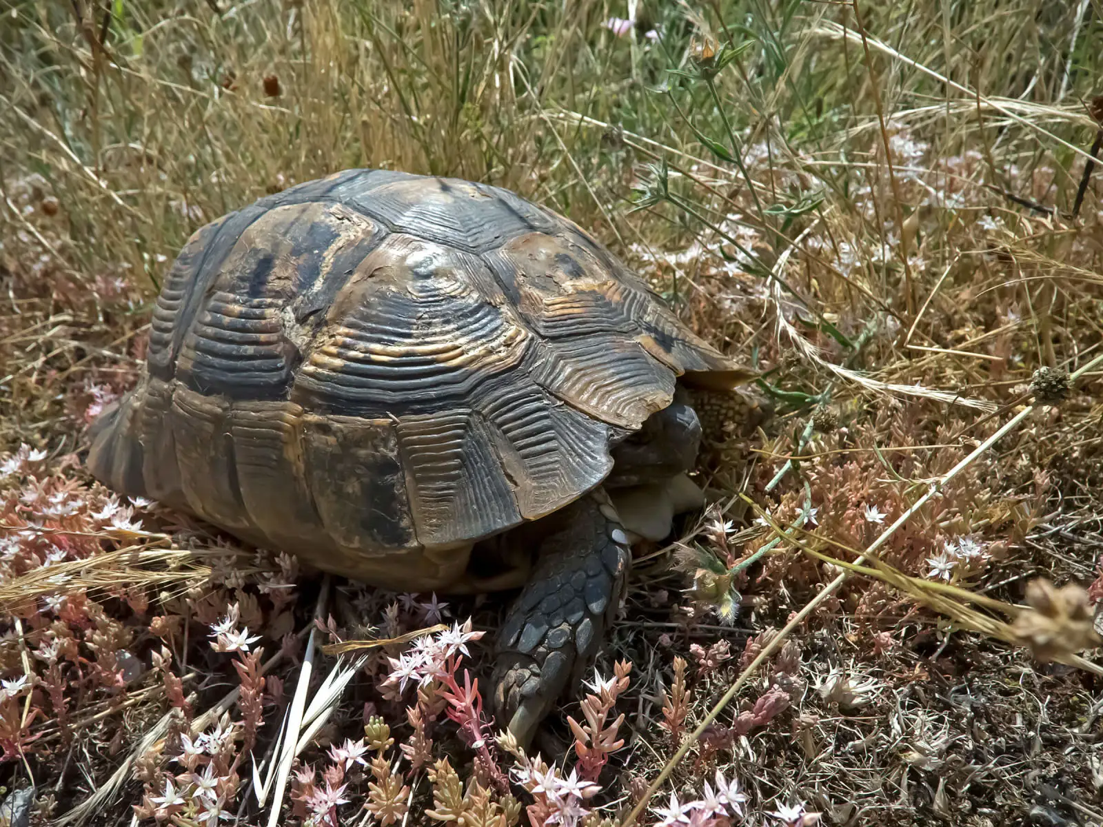 Greek-Tortoise 24