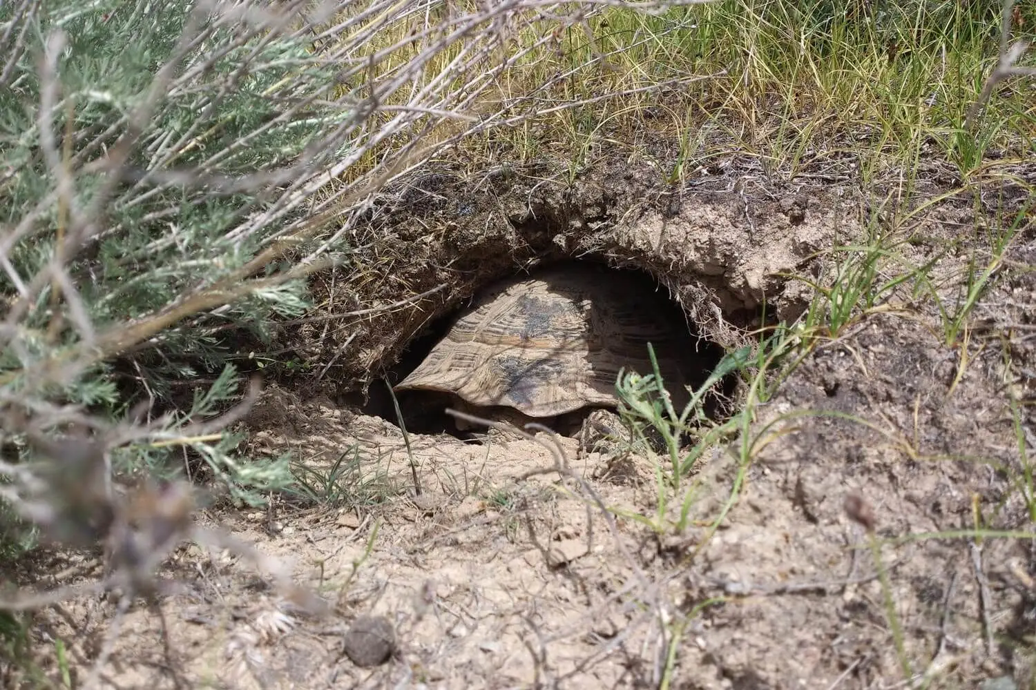 Greek-Tortoise 25