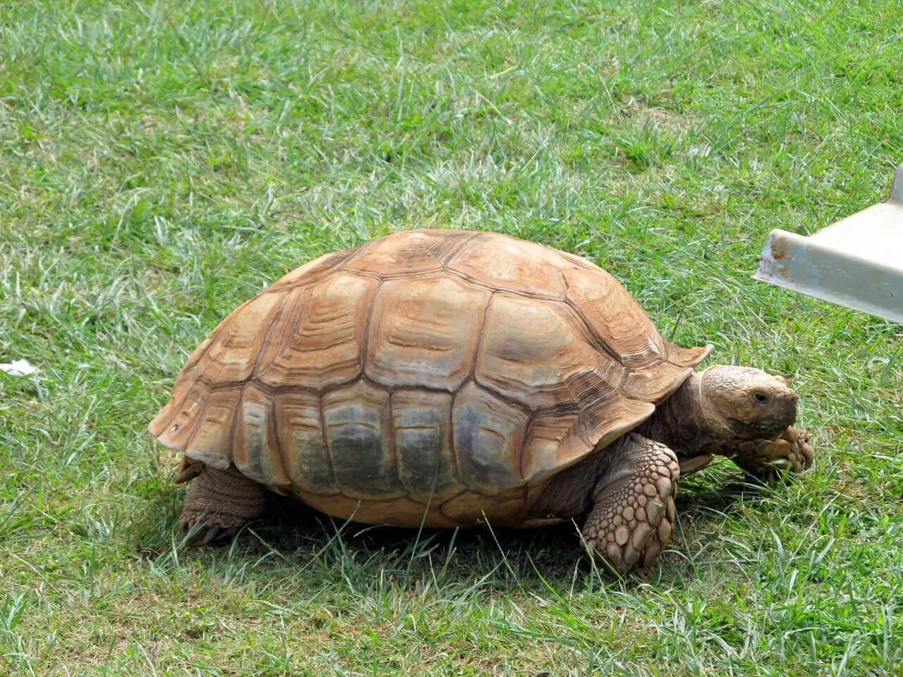 Greek-Tortoise 26